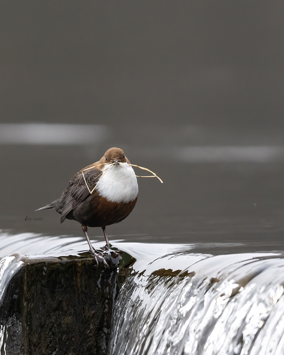 Wasseramsel baut ein Nest.