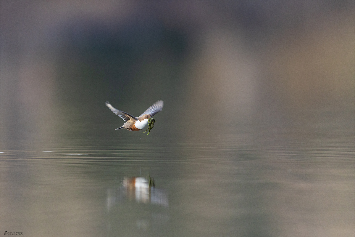 Wasseramsel fliegt zum Nest mit Nistmaterial.