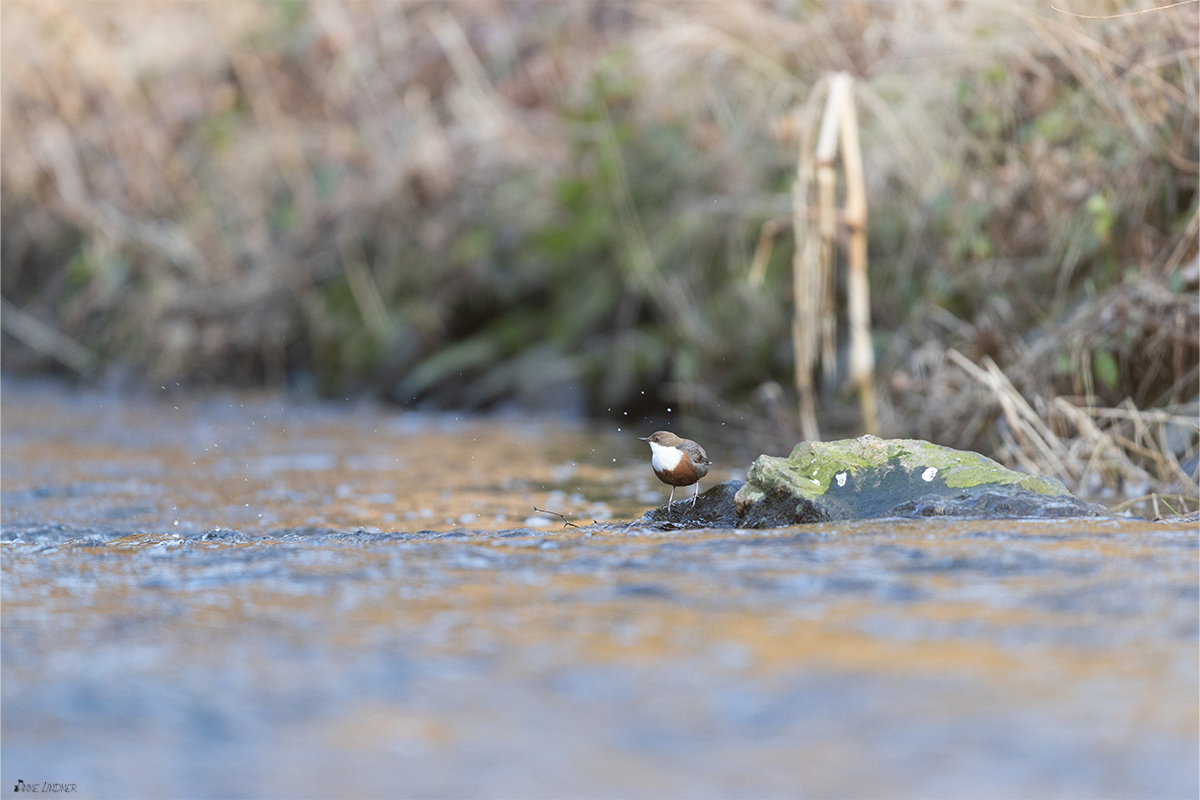 Wasseramsel im Abendlicht.