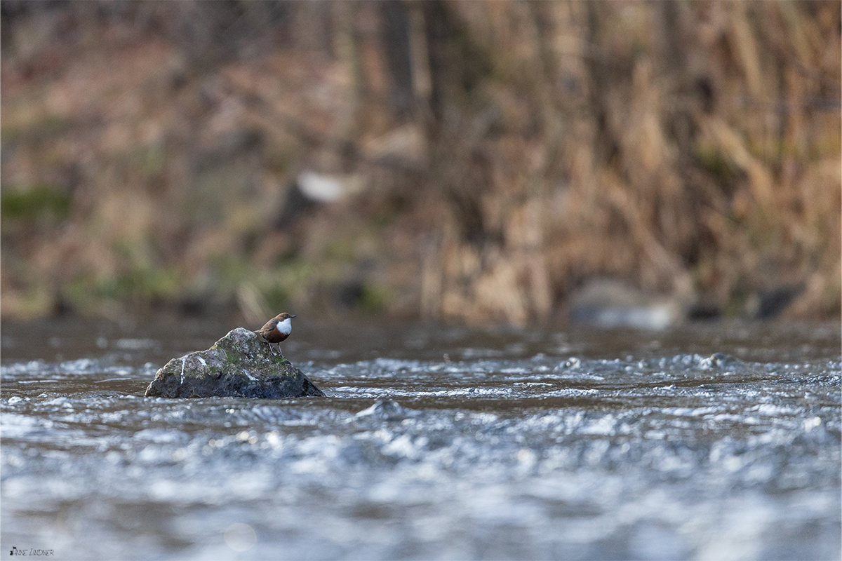 Wasseramsel sitzt auf Stein im Wasser.