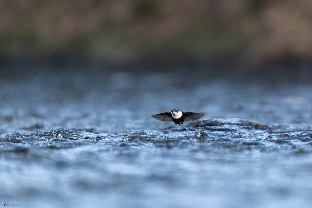 Wasseramsel im Flug