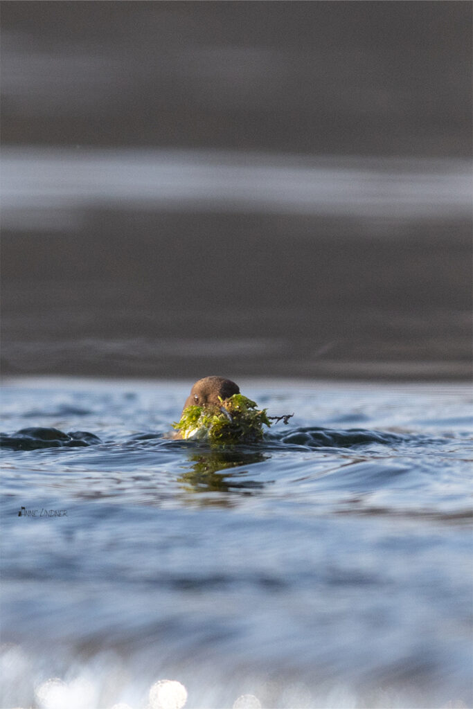 Wasseramsel taucht nach Nistmaterial.