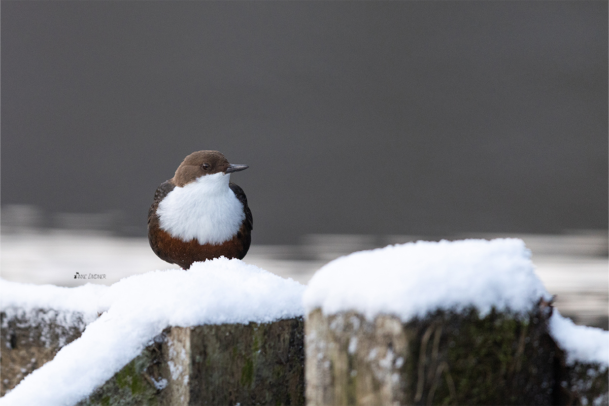 Wasseramsel im Winter mit Schnee