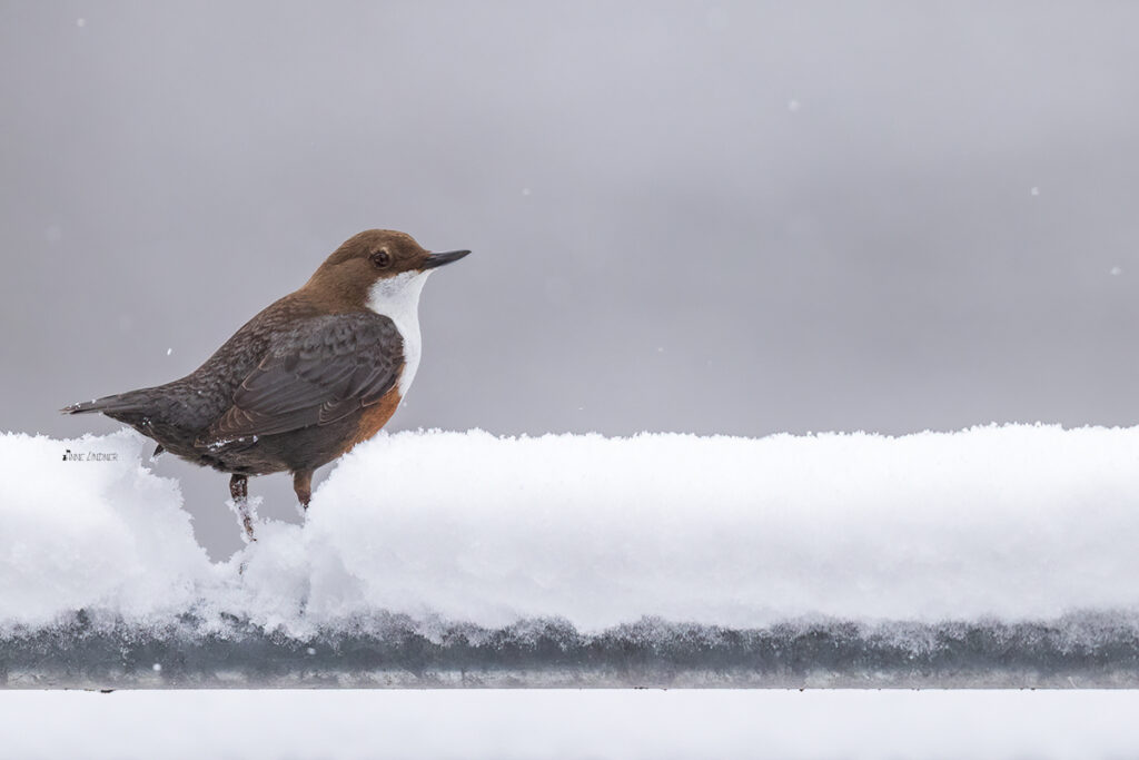 Wasseramsel im Schnee