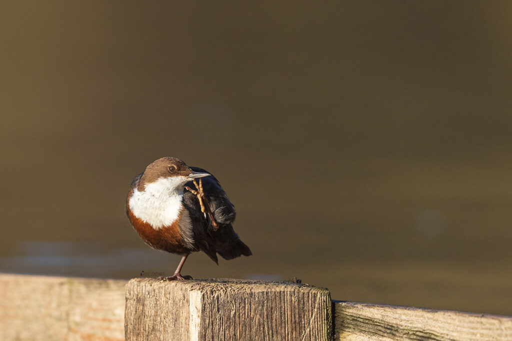 Eine Wasseramsel sitzt entspannt in der Sonne und putzt sich.