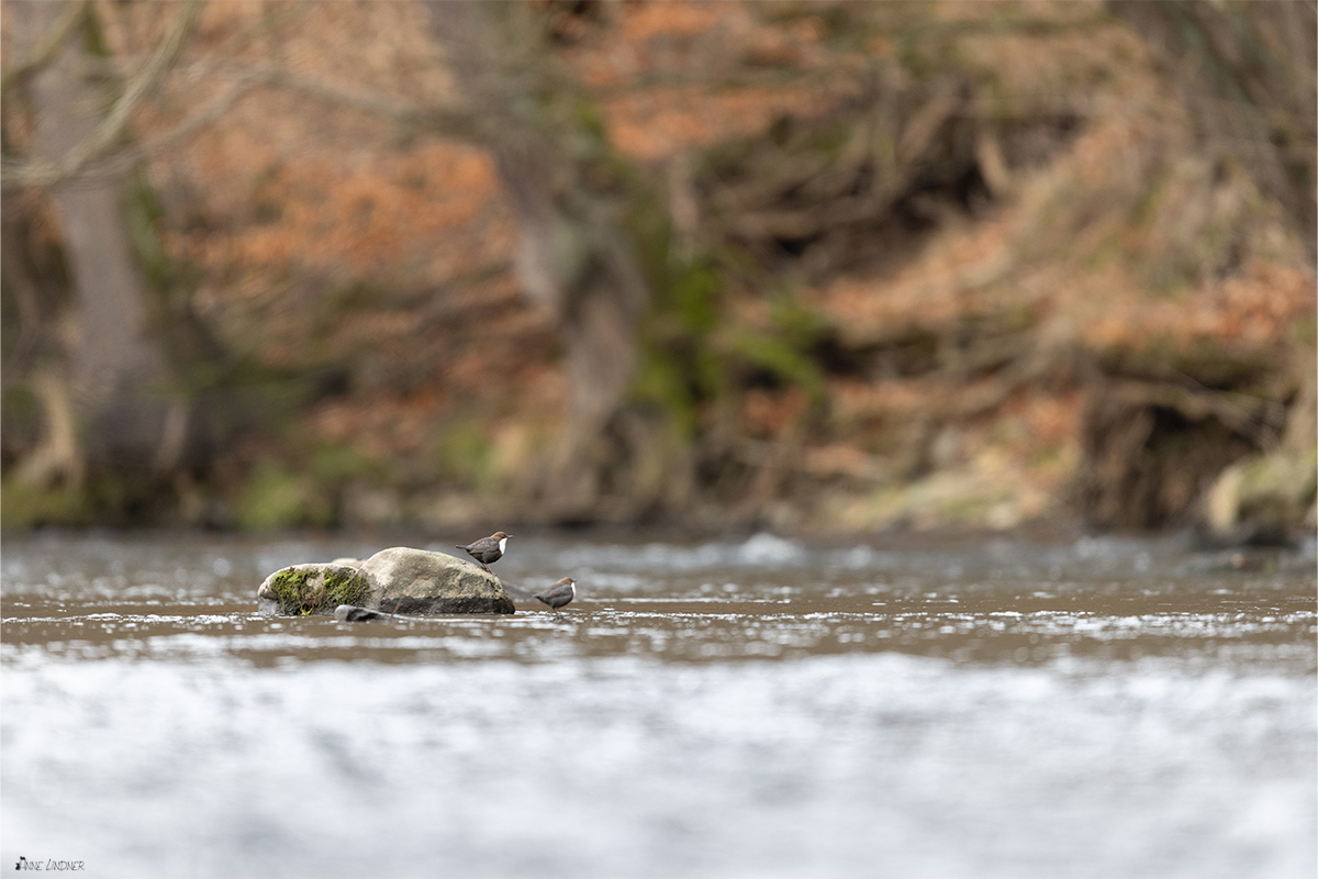 Wasseramselpaar in ihrem Habitat.