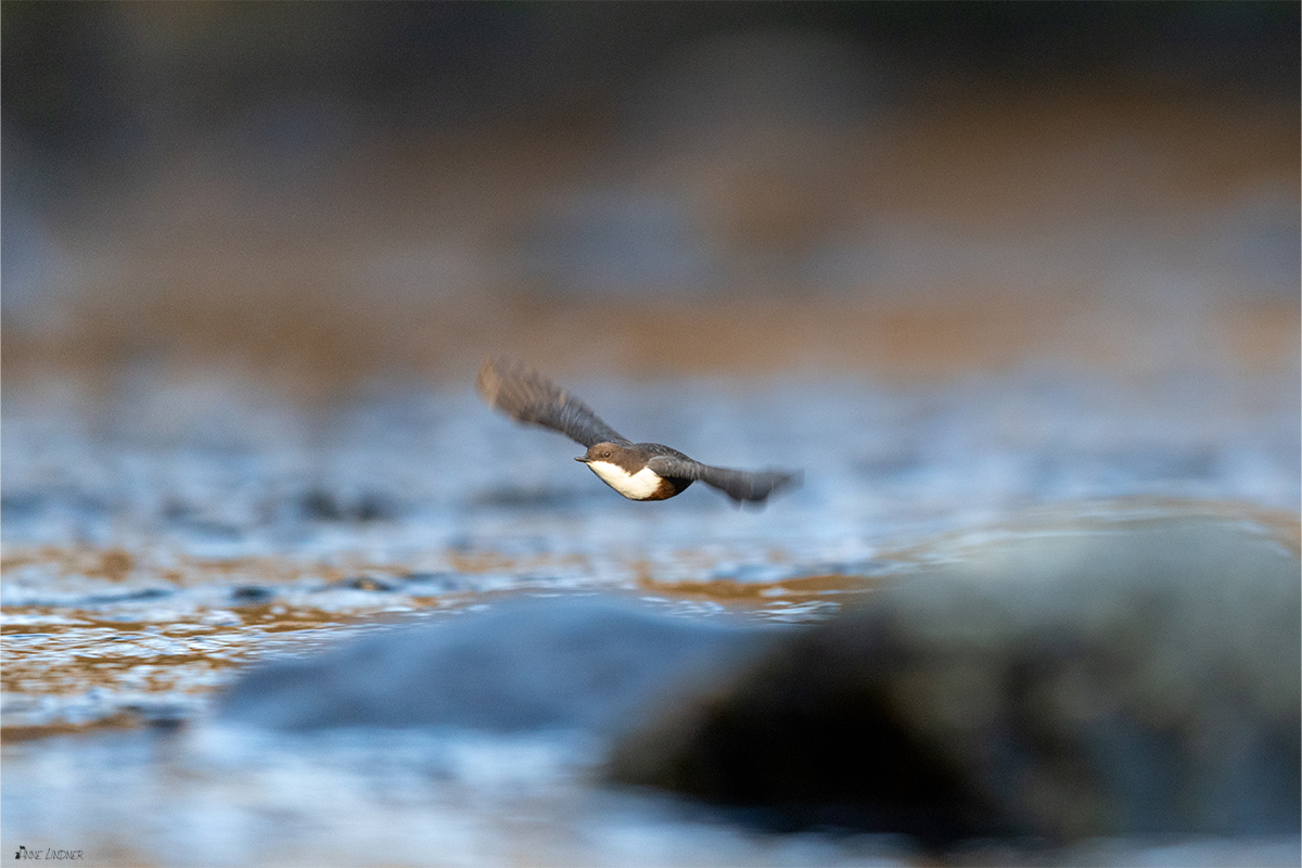 Wasseramsel im Flug