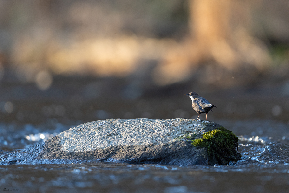 Wasseramsel im Sonnenuntergang