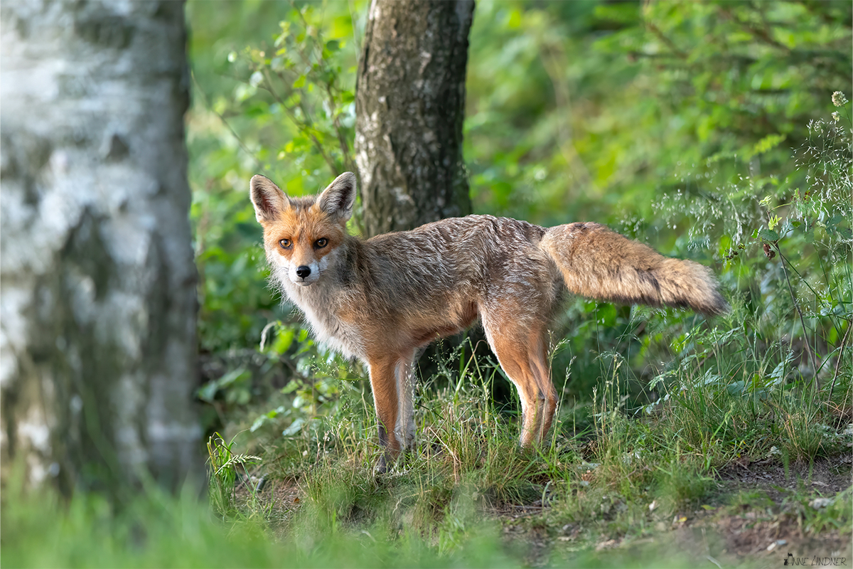 Den Fuchs konnte ich am Dachsbau bei den Dachsen beobachten.