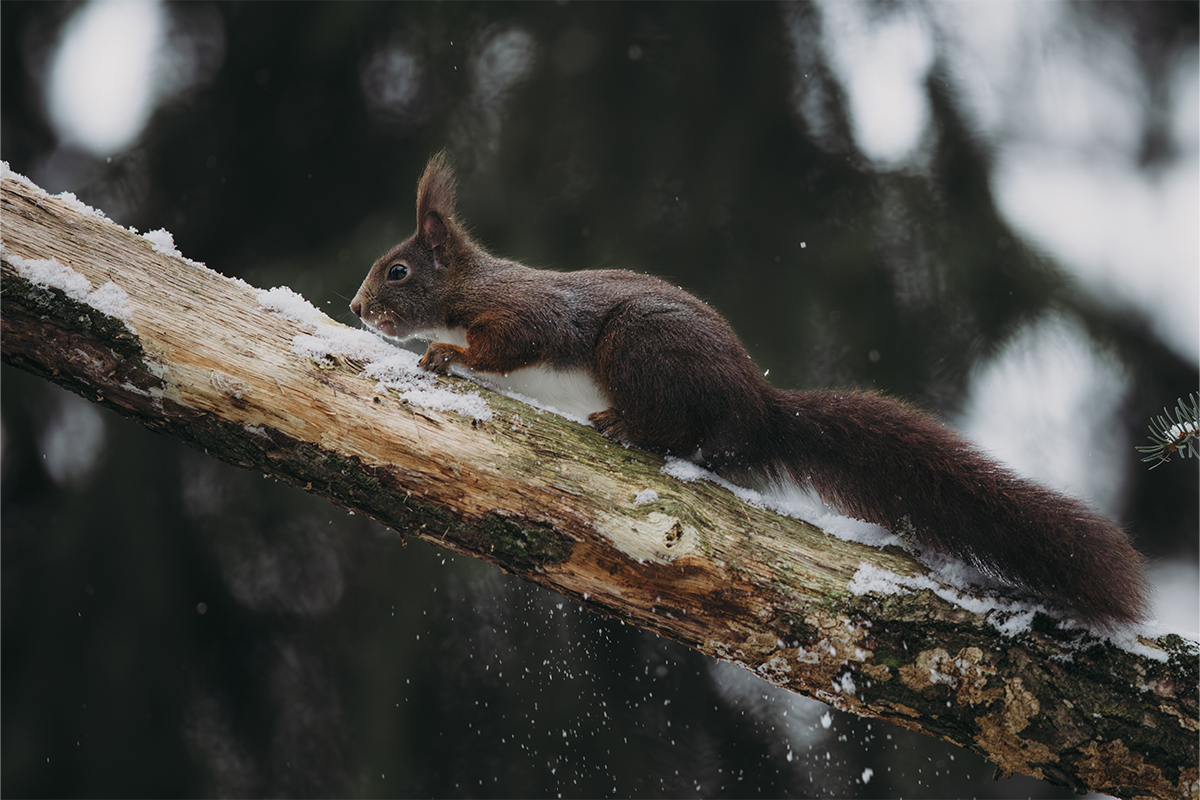 Eichhörnchen im Winter zwischen Schnee und Frost.