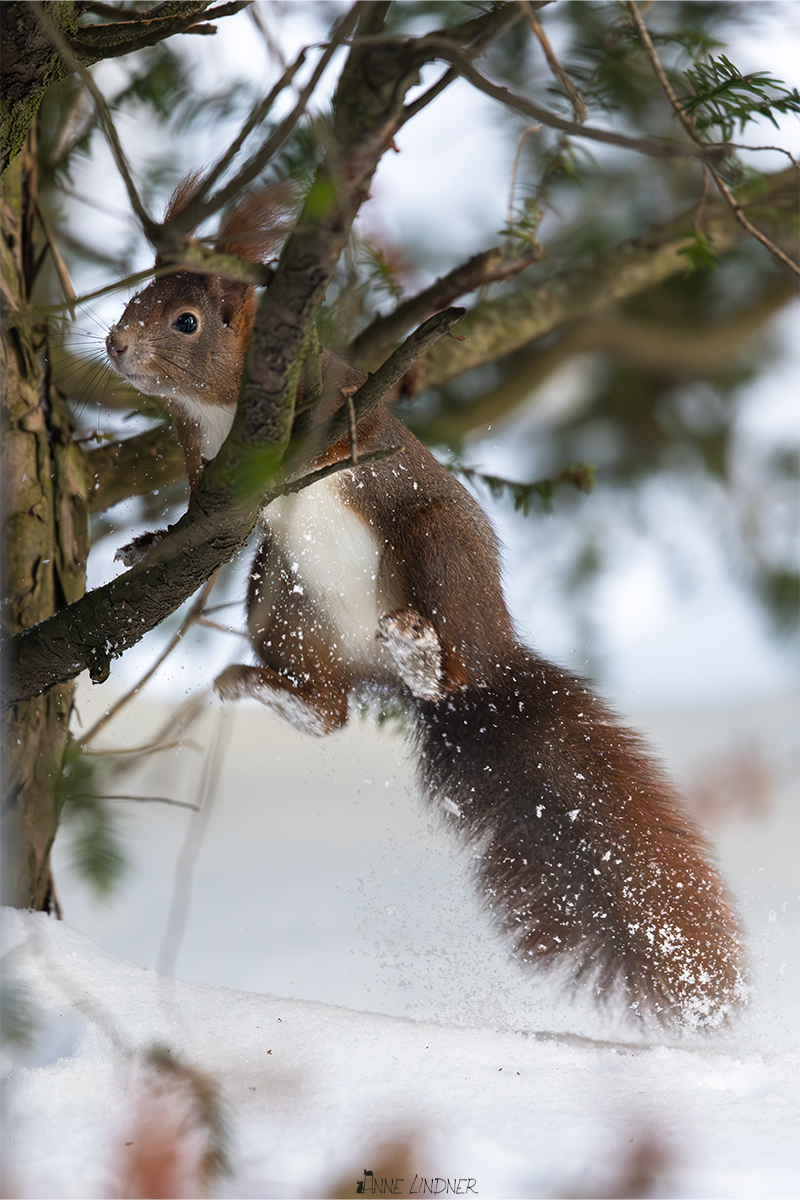 Eichhörnchen im Winter in natürlicher Umgebung.