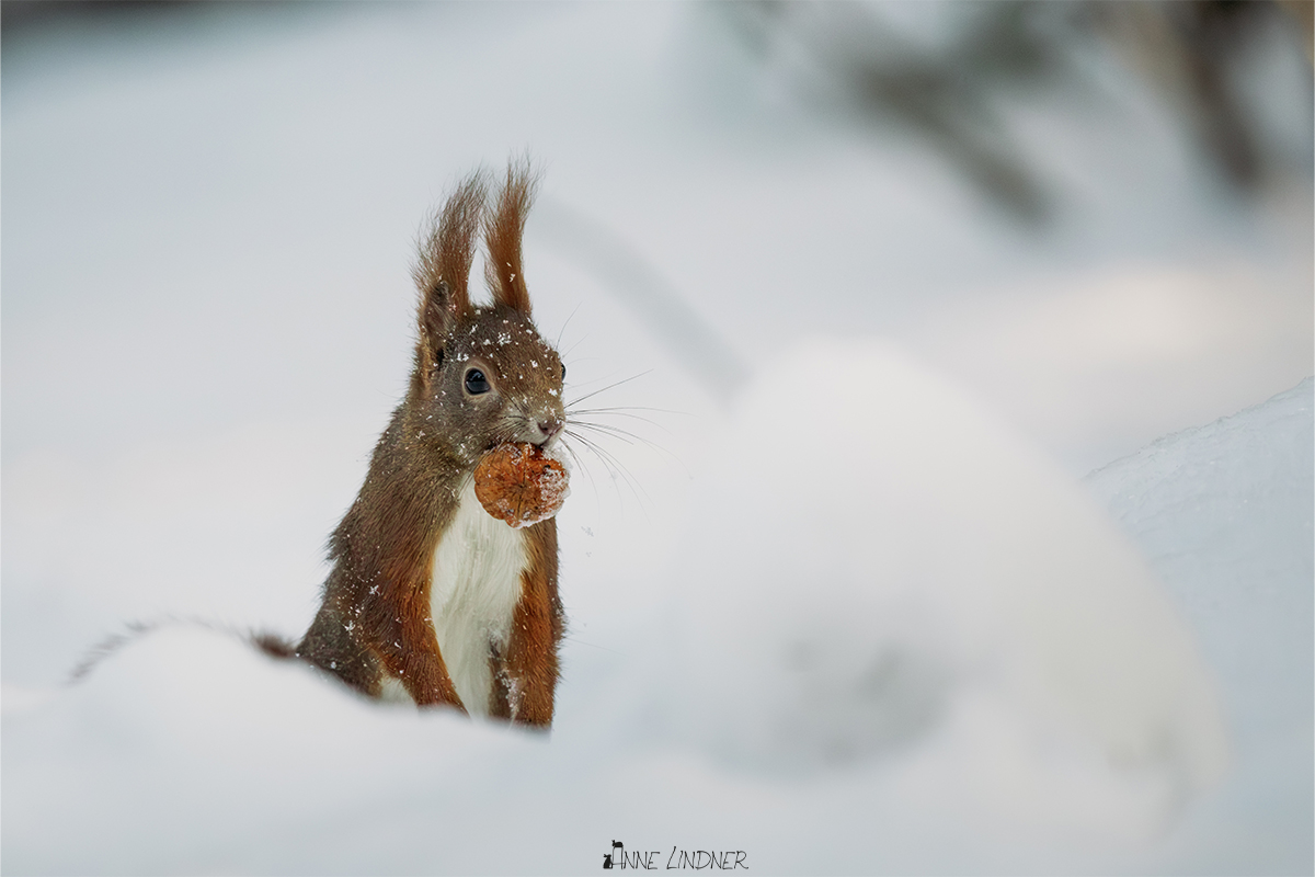 Eichhörnchen mit Nuss im Winter.