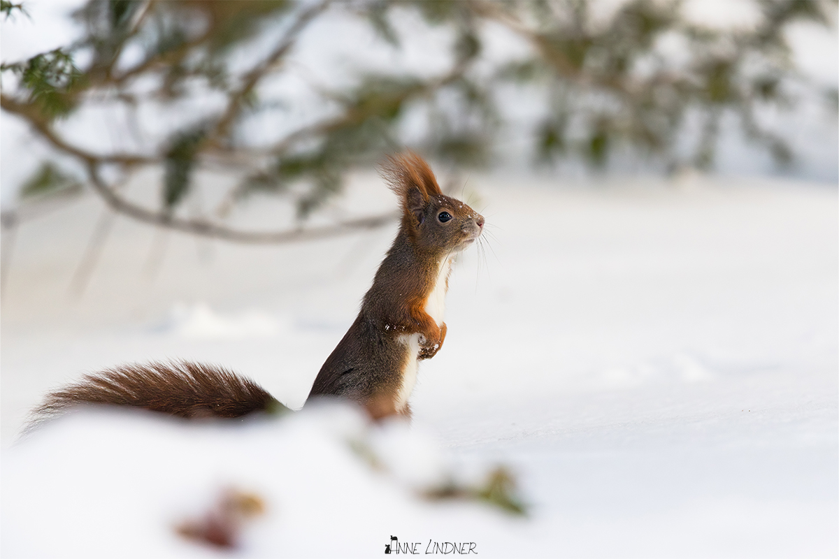 Eichhörnchen im Schnee auf der Suche nach Nahrung.