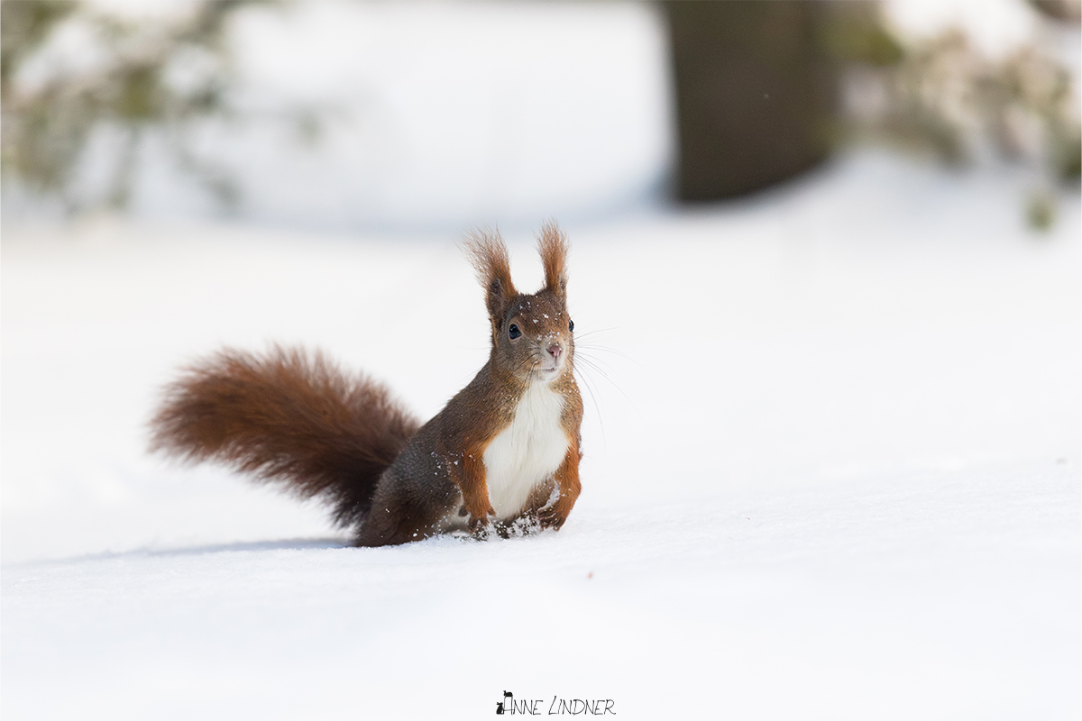 Eichhörnchen bewegt sich durch den Schnee.