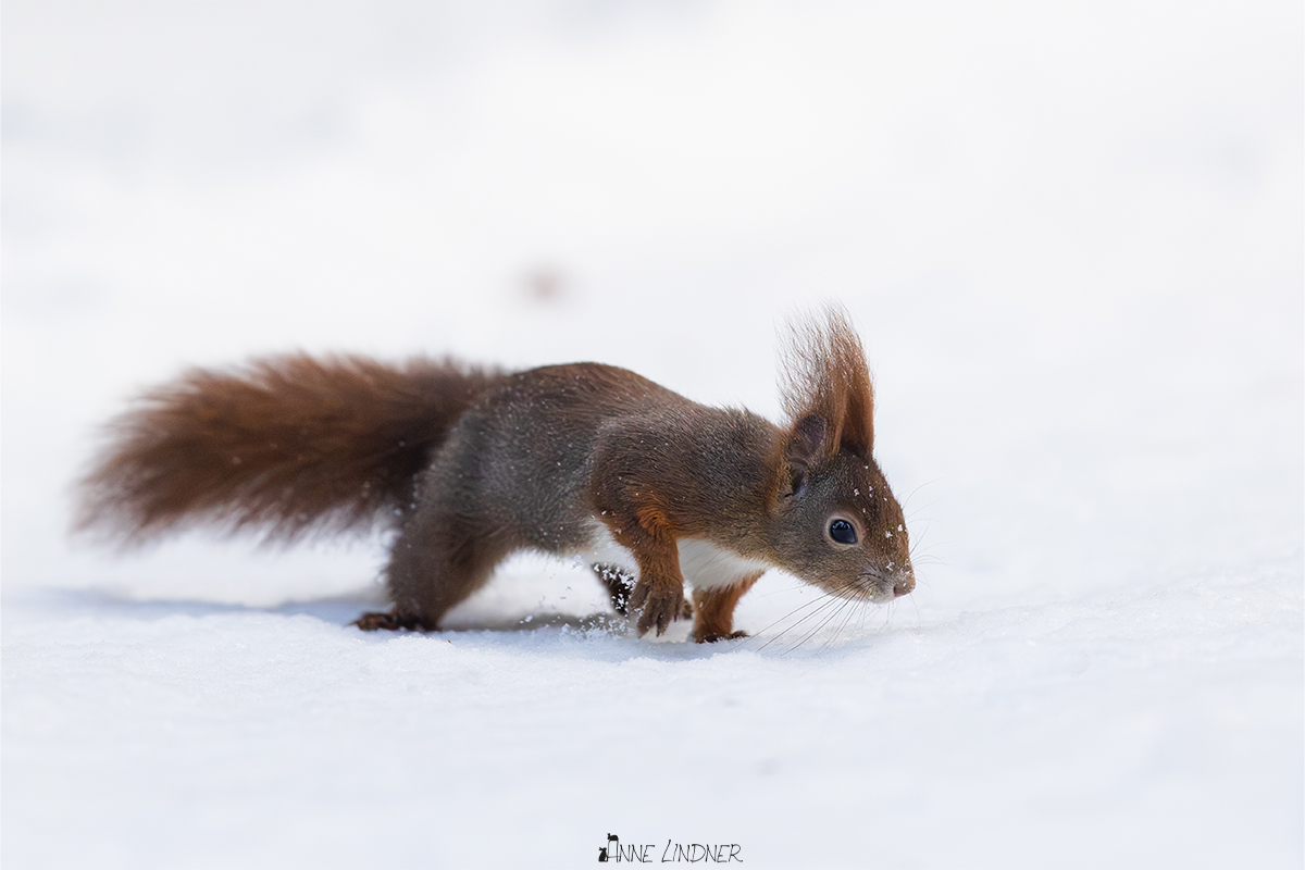 Eichhörnchen im Schnee an einem kalten Morgen.