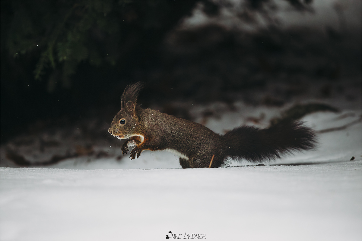 Eichhörnchen im Schnee während ruhiger Naturfotografie.