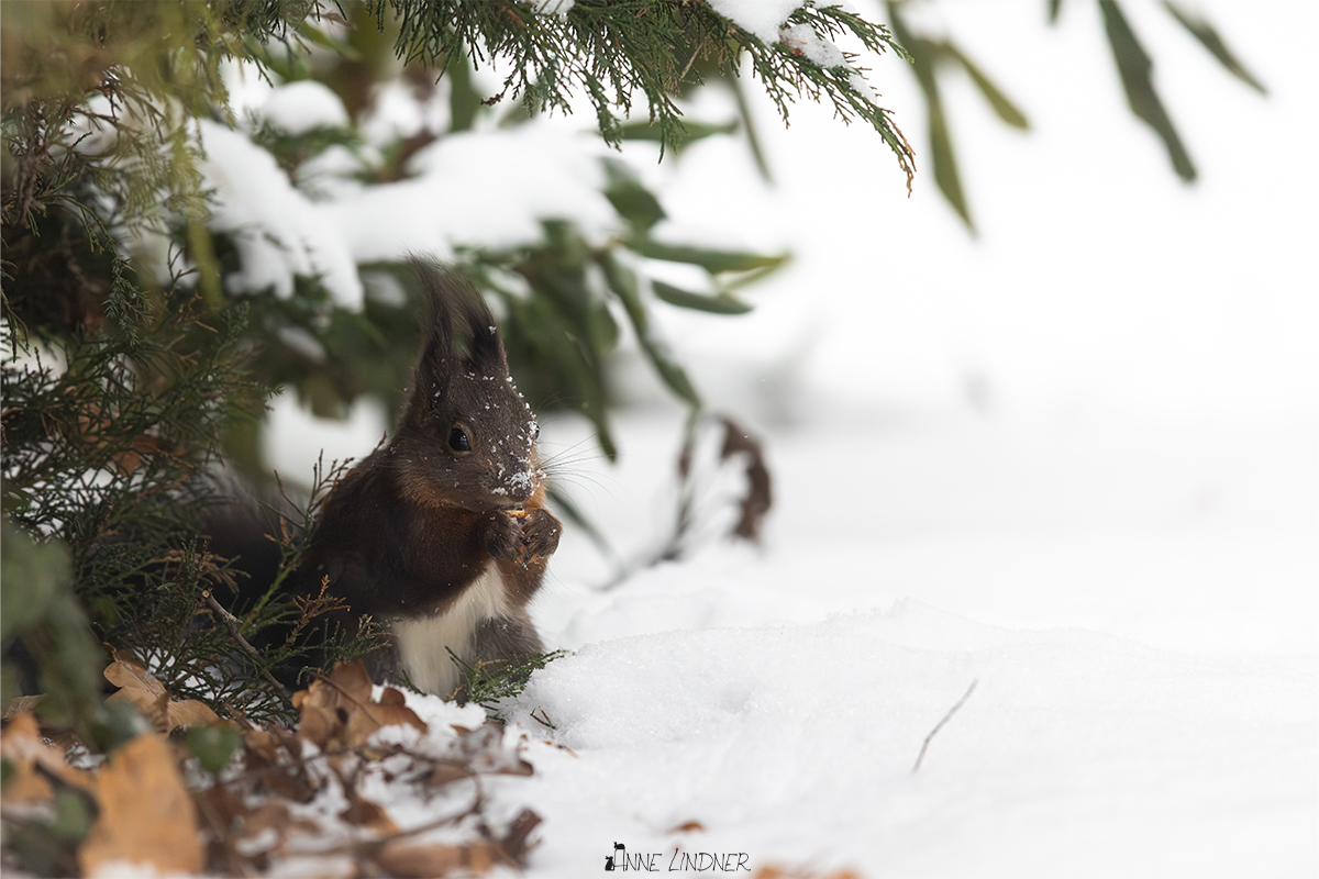 Eichhörnchen im Schnee an einem ruhigen Wintermorgen.