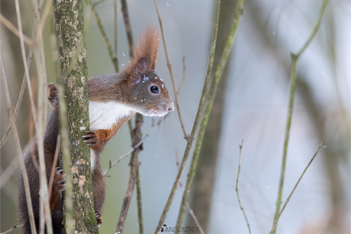 Eichhörnchen im Winter bei frostigen Bedingungen.