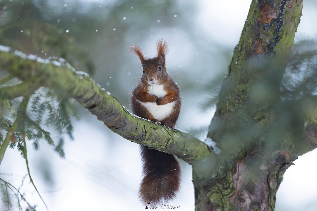 Eichhörnchen im Schnee in stiller Winterlandschaft.