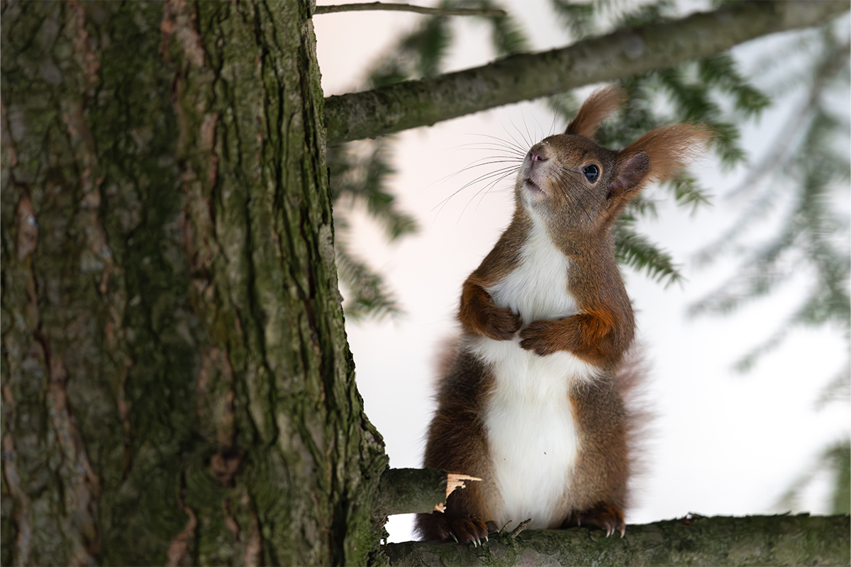 Eichhörnchen im Schnee an einem ruhigen Wintermorgen.