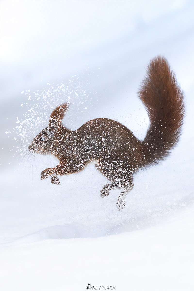 Eichehörnchen hat Spaß im Schnee.