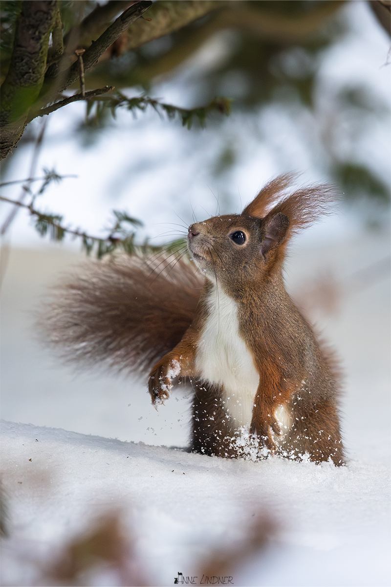 Eichhörnchen im Winter auf verschneitem Boden.