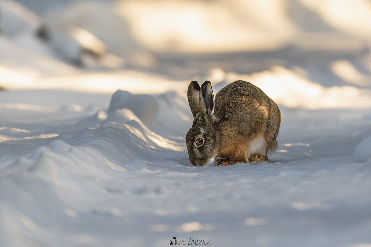 Feldhase im Winter.