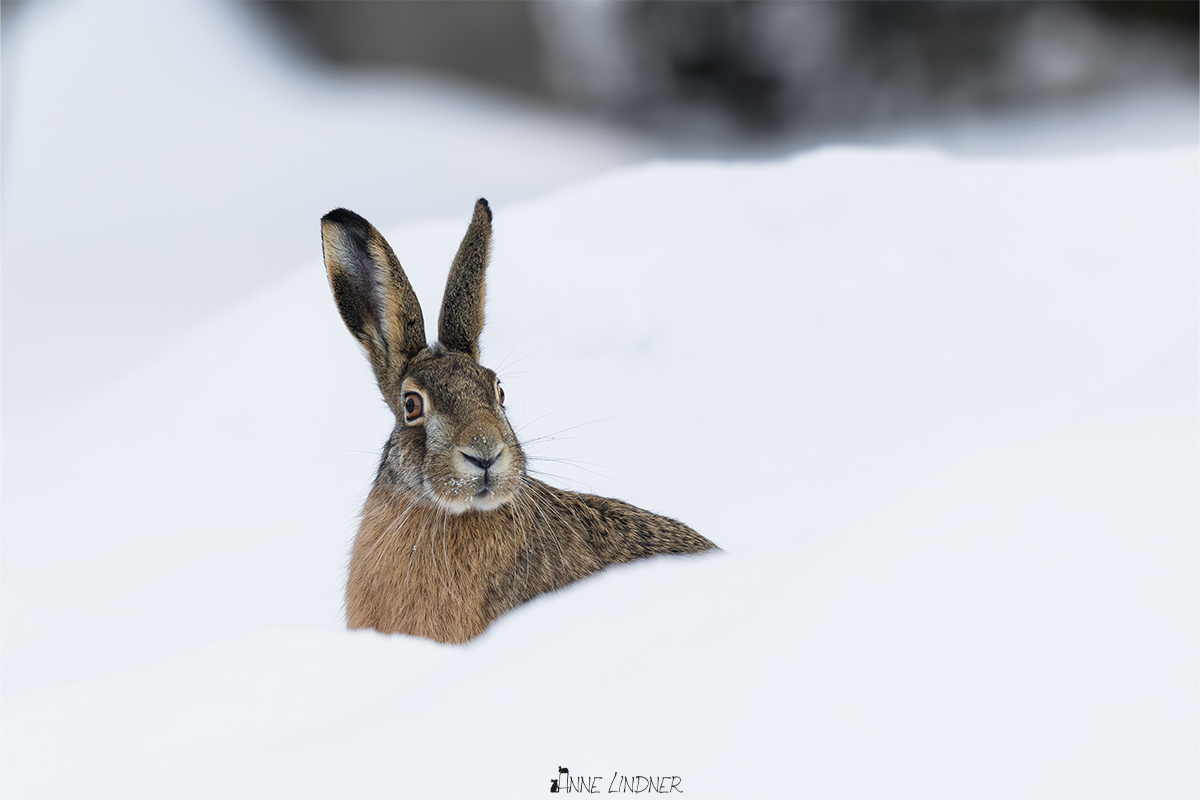 Feldhase im Winter sitzt ruhig in der Landschaft.