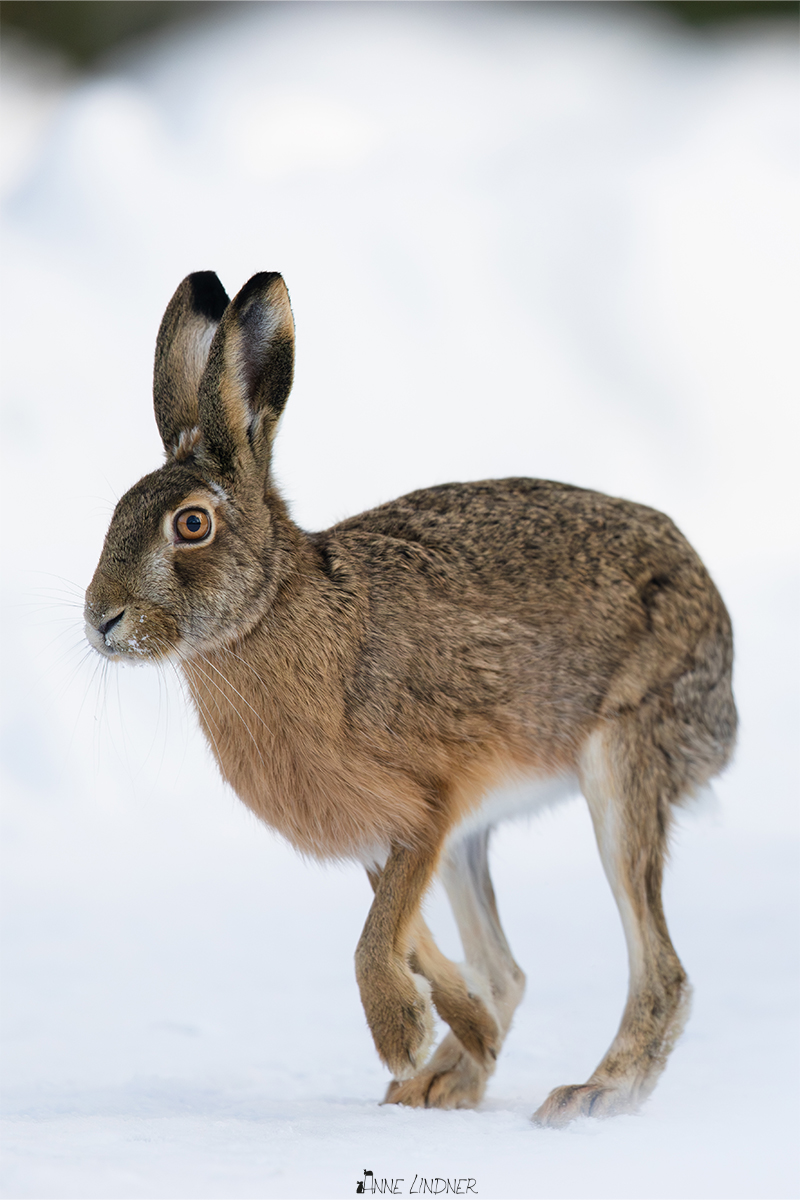 Feldhase bewegt sich durch den Schnee.