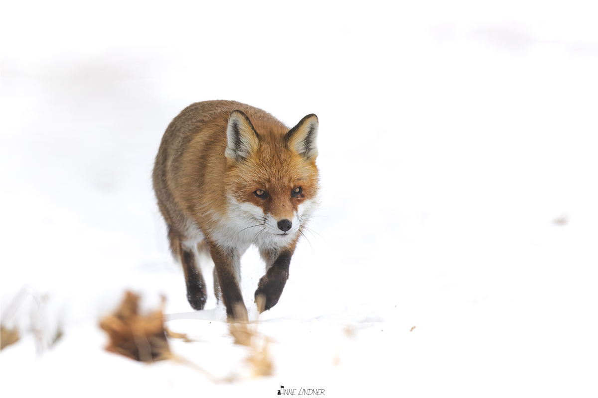 Fuchs bewegt sich durch winterliche Landschaft.