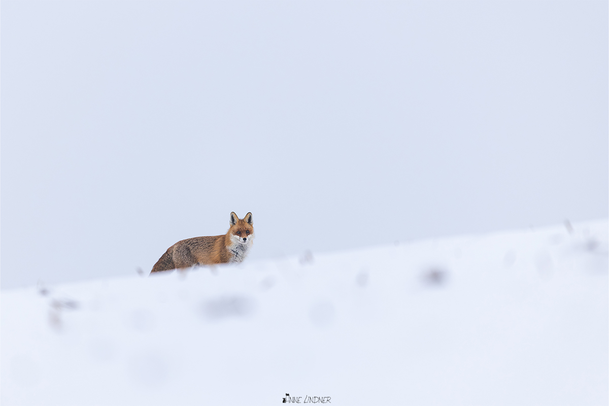 Fuchs im Schnee.