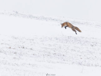 Fotokurs Tierfotografie