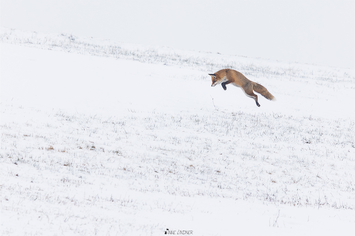 Fuchs in verschneiter Umgebung unterwegs.