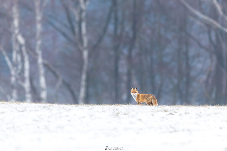 Naturfotografie im Winter mit Rehen, Eichhörnchen und Feldhasen
