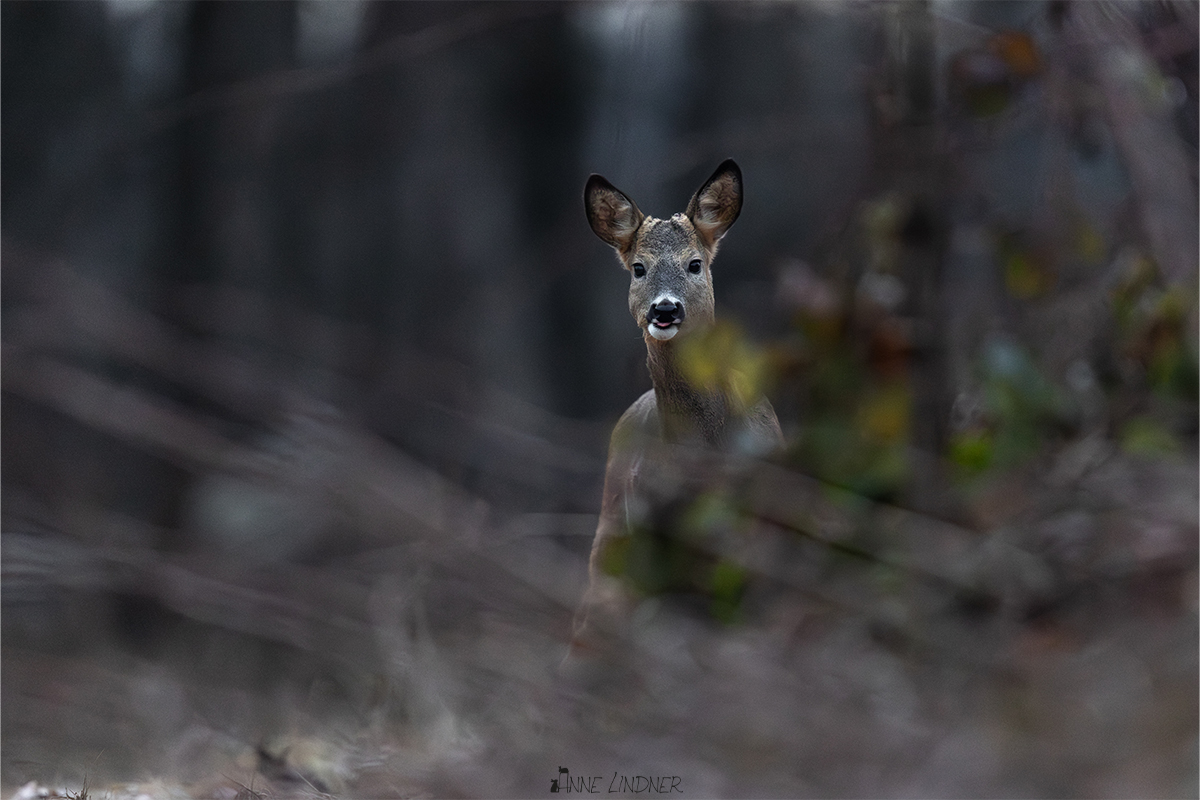 Reh im frostigen Winterlicht.
