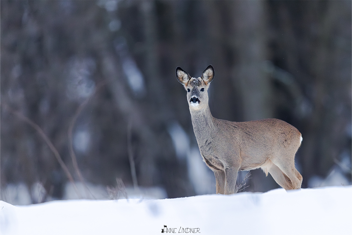 Reh im Schnee bei stiller Winter Naturfotografie.