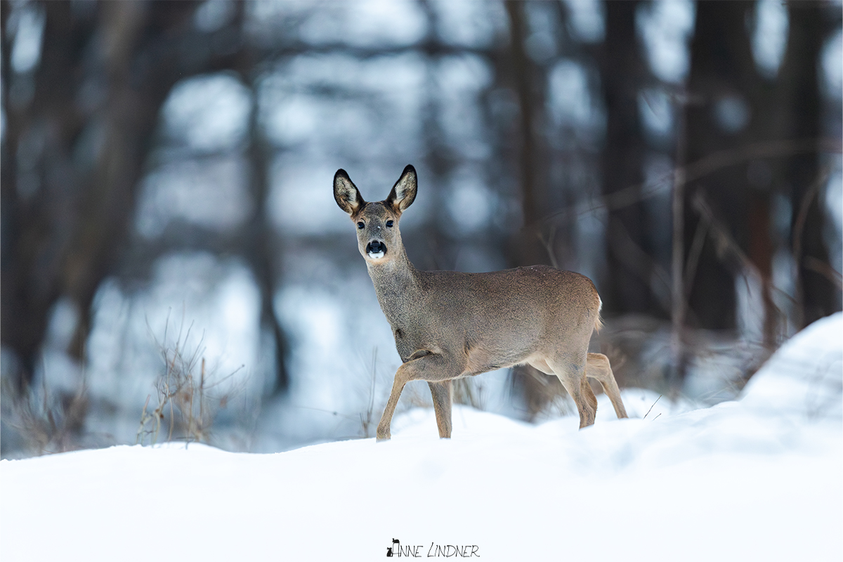 Reh steht im Schnee in winterlicher Landschaft.