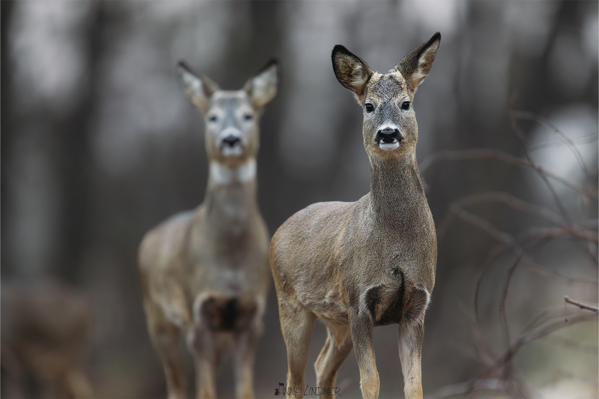 Rehgruppe nähert sich in stiller Winterlandschaft.