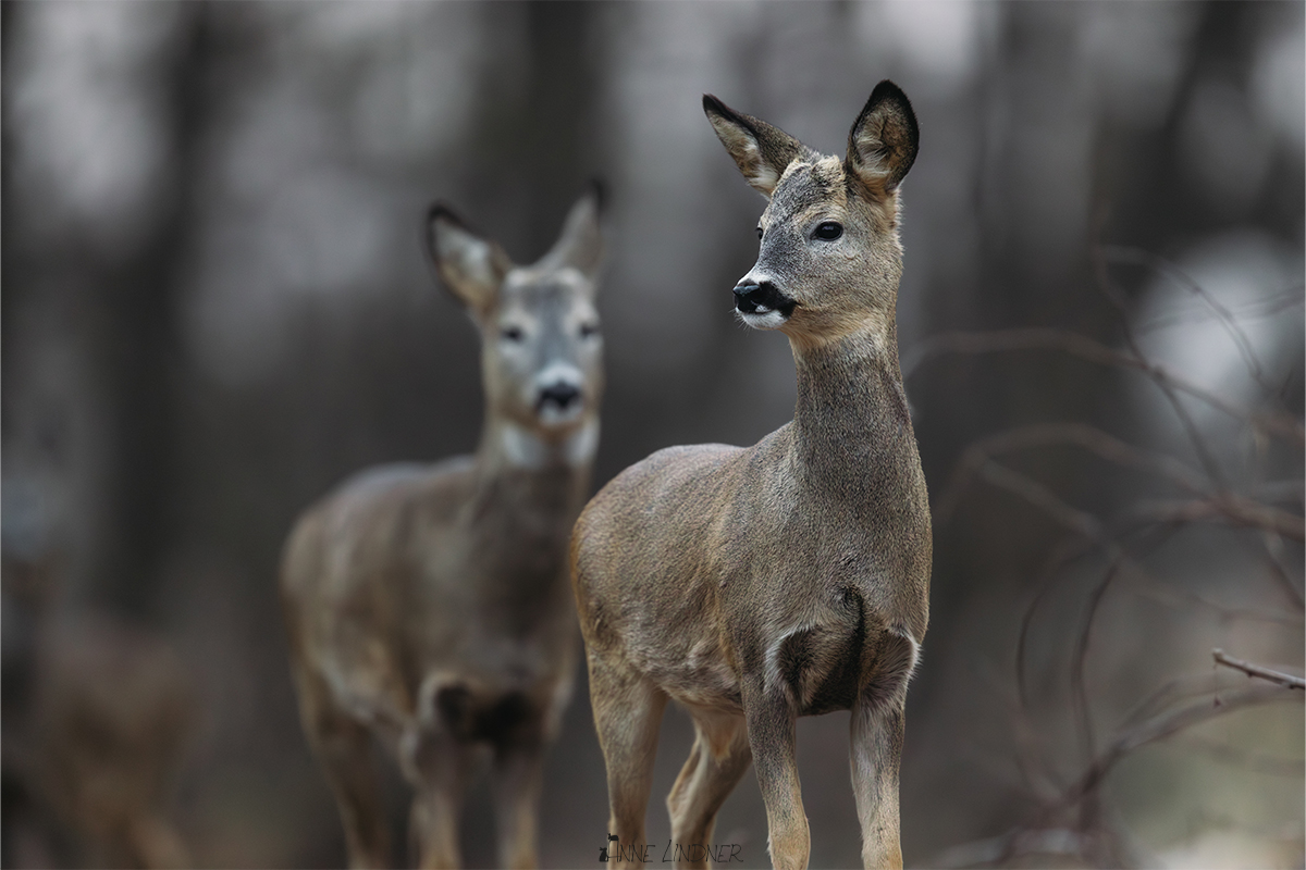 Rehe kommen an einem frostigen Wintermorgen näher.