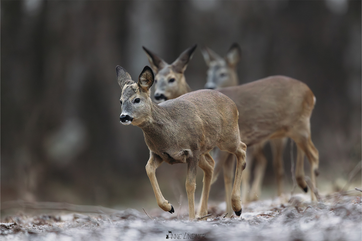 Rehe nähern sich in der Morgendämmerung nach Weihnachten.