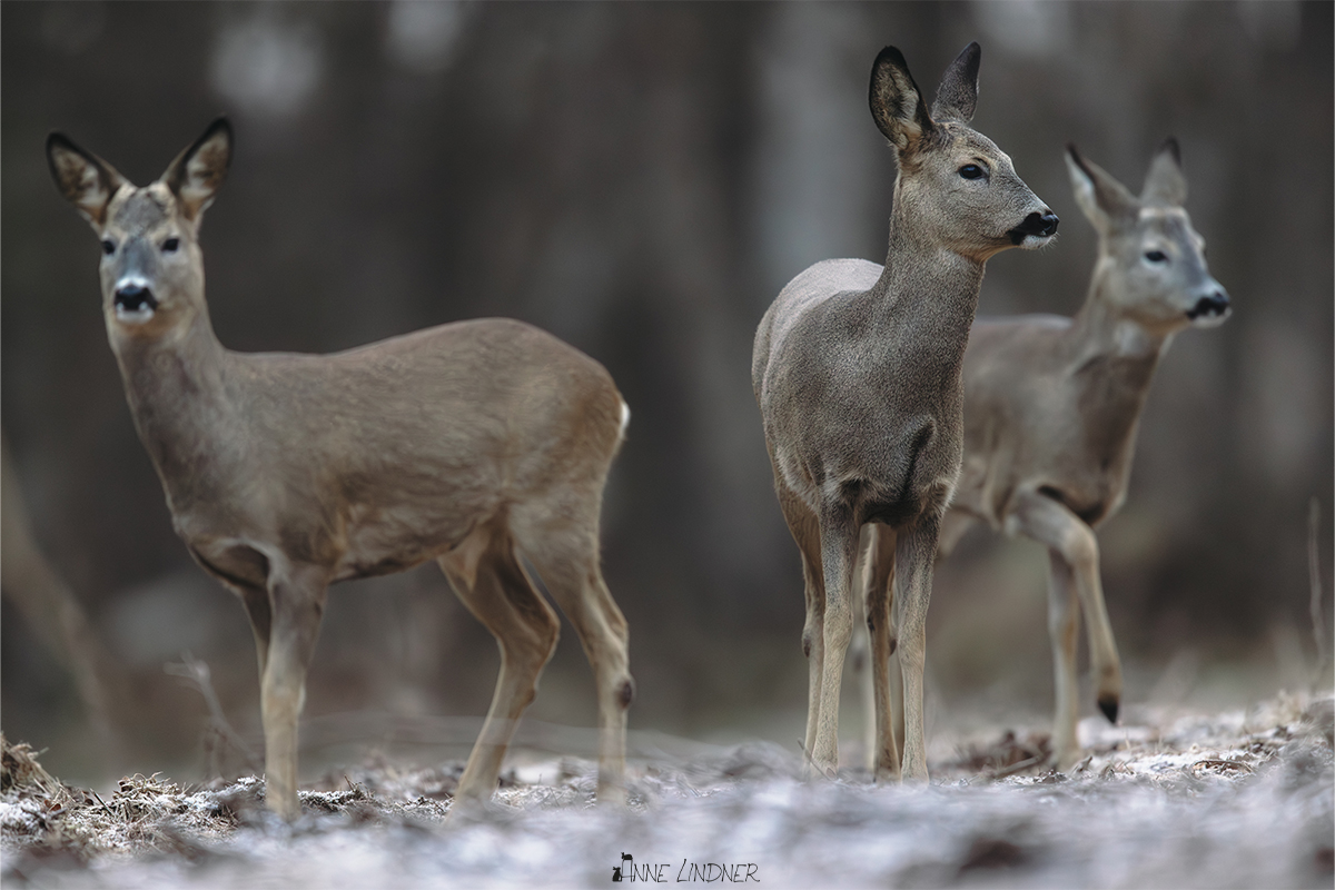 Kleine Rehgruppe zieht ruhig durch die winterliche Landschaft.