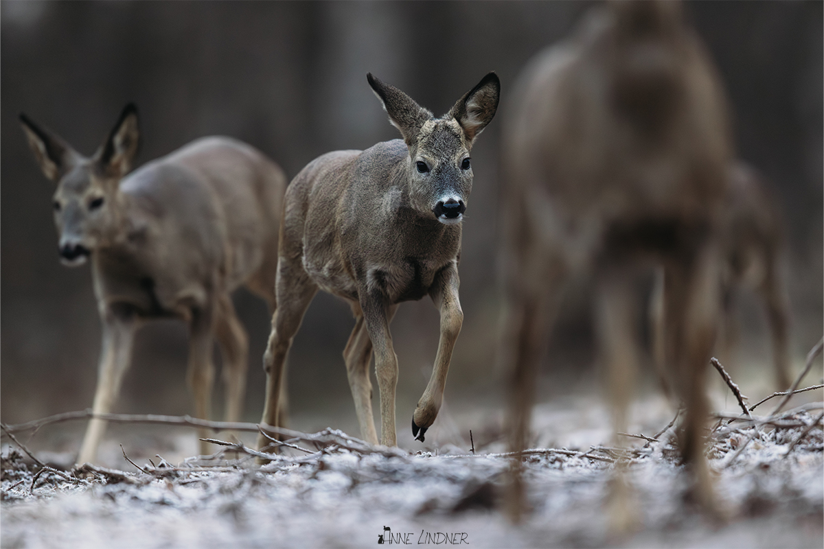 Rehgruppe an einem kalten Morgen im Winter.