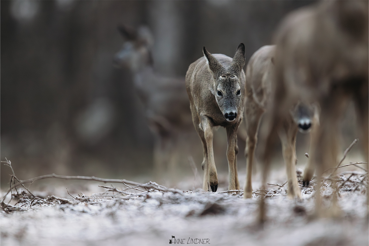 Mehrere Rehe bewegen sich geschlossen durch den Winter.