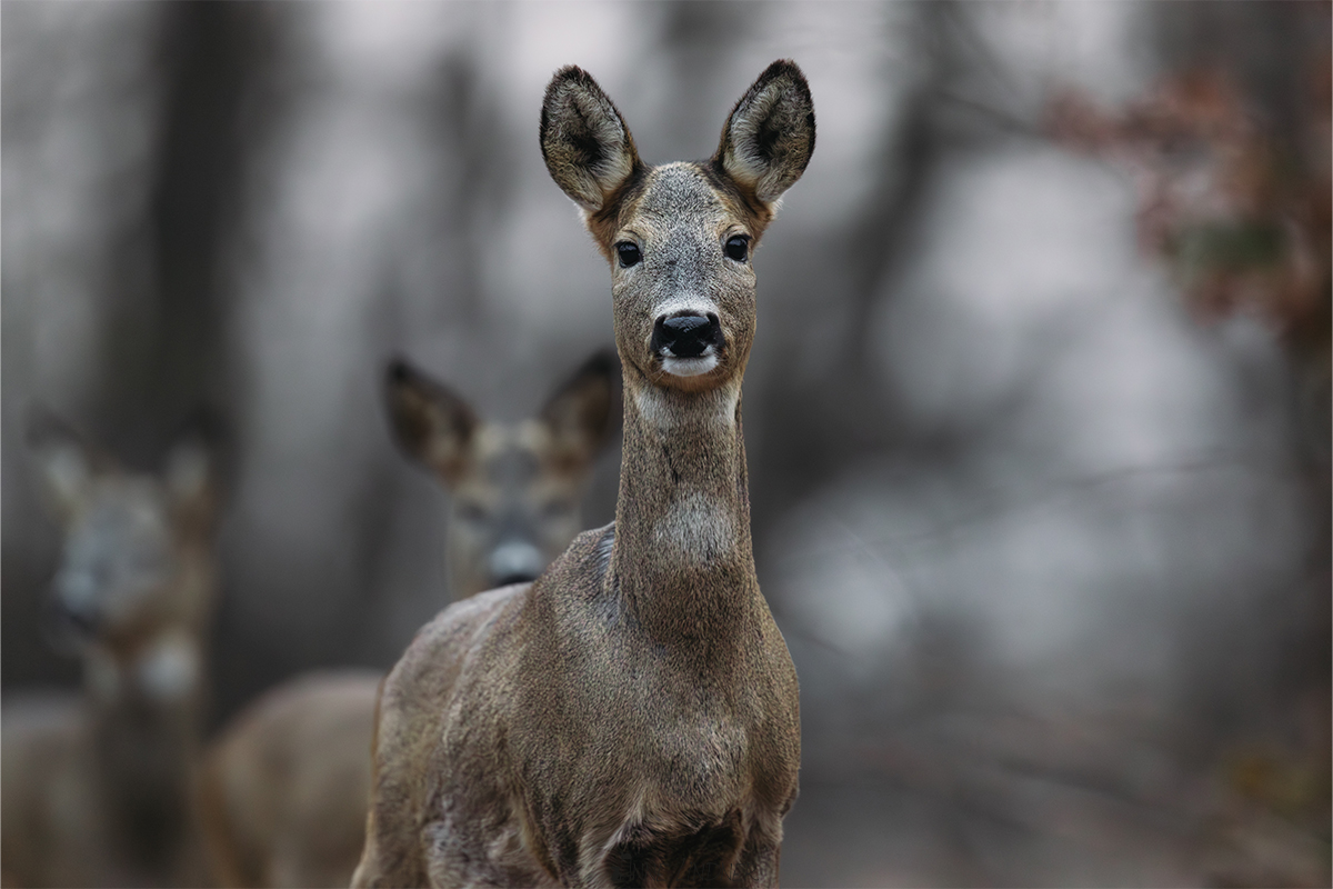 Portrait eines Rehs im Winter in ruhiger Bewegung