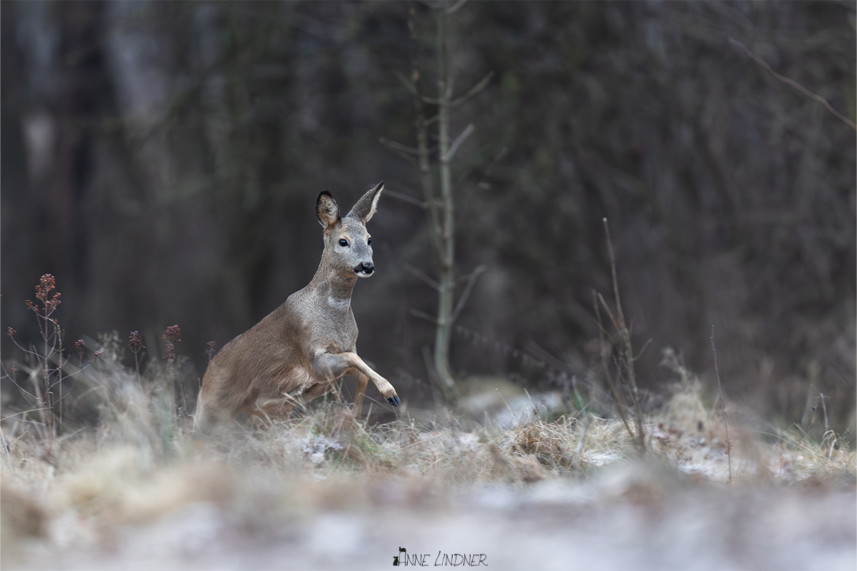 Reh im Winter bei frostigem Boden.