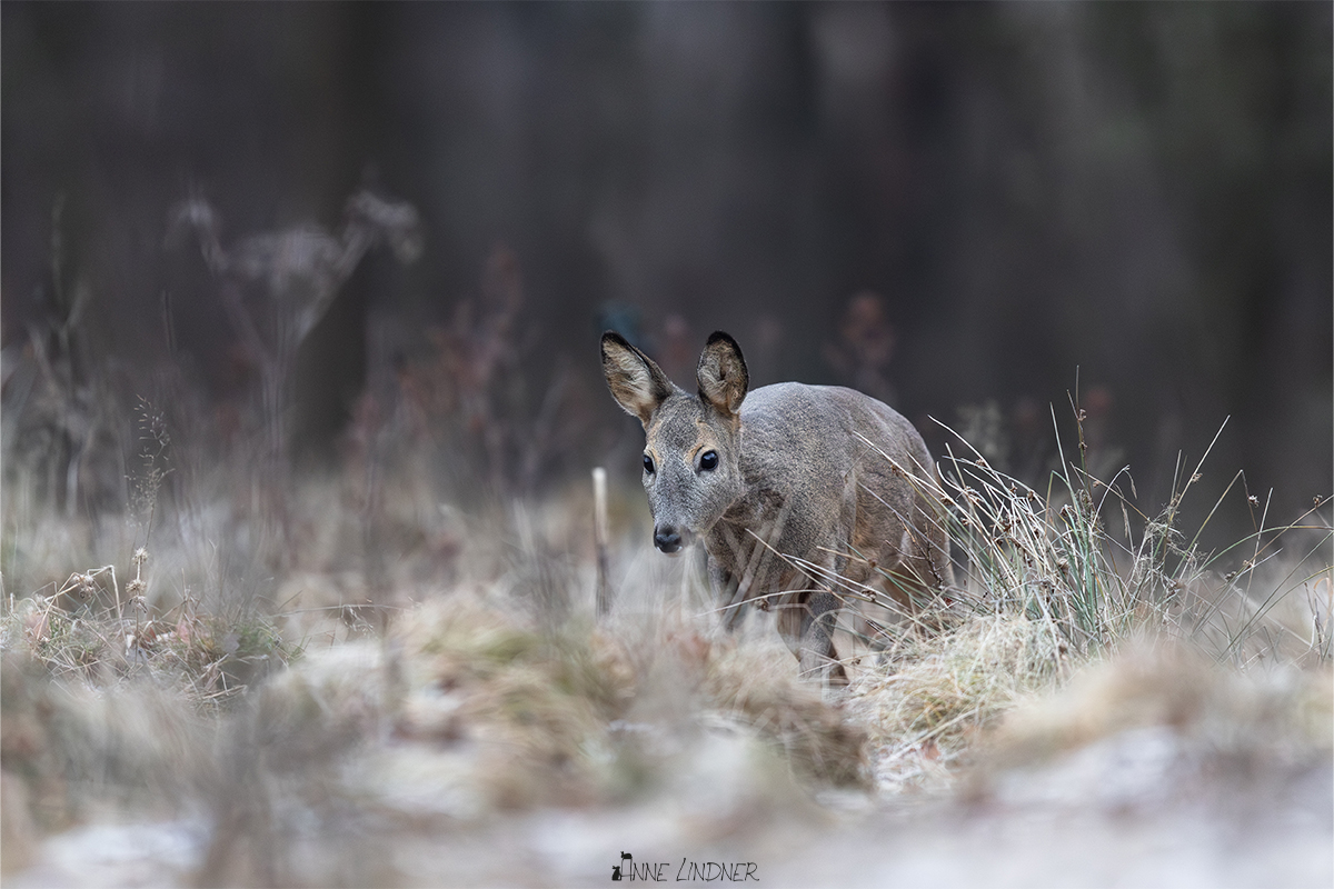 Reh im Frost Naturfotografie.