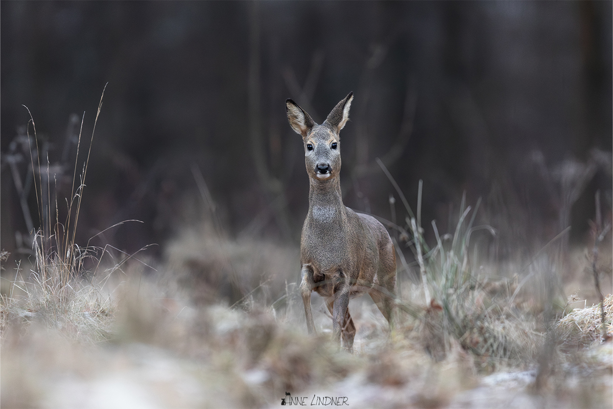 Einzelnes Reh an einem kalten Wintermorgen.
