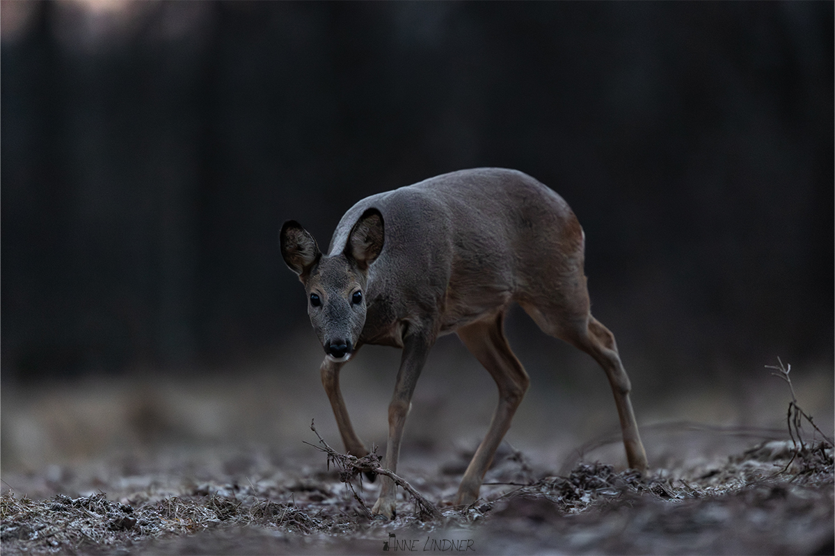 Reh im frostigen Winterlicht.
