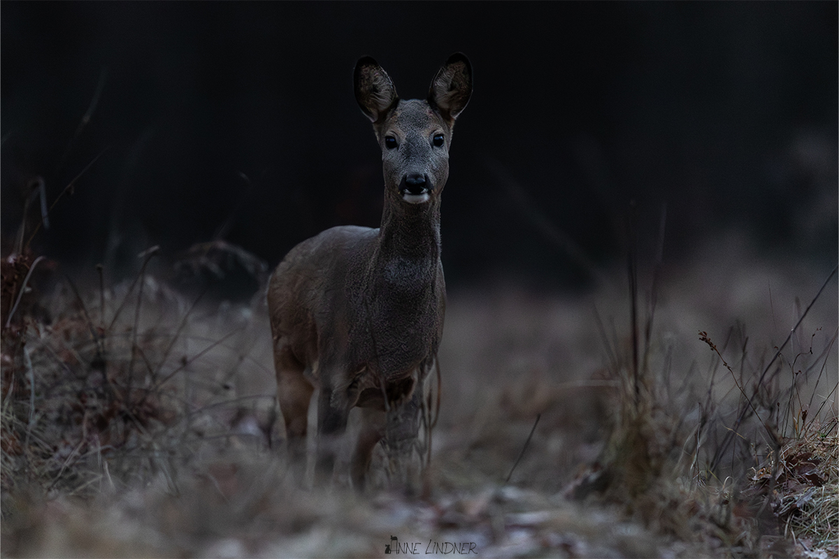 Reh im Frost während ruhiger Winter Naturfotografie.