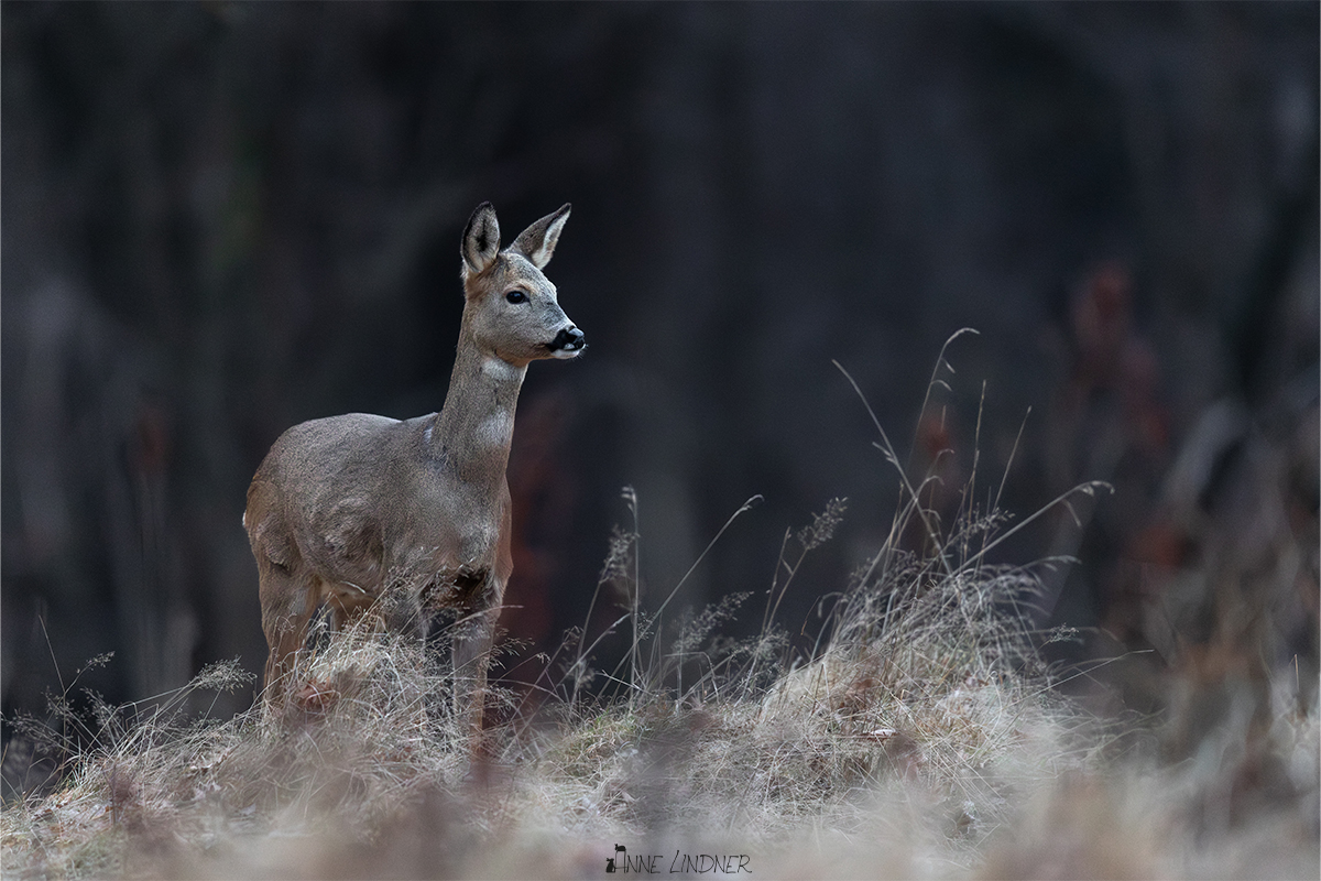 Reh steht im frostigen Gras am Waldrand.